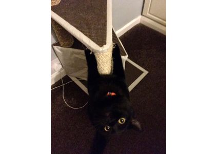 Customer image of Natural Sisal Rope For Cat Scratching Posts