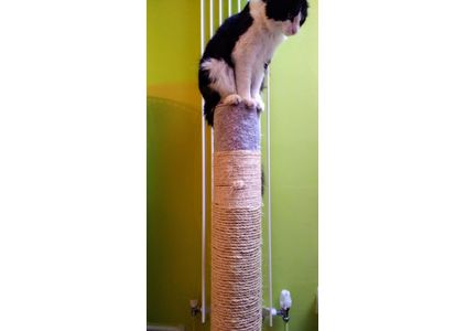 Customer image of Natural Sisal Rope For Cat Scratching Posts