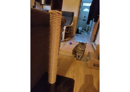 Customer image of Natural Sisal Rope For Cat Scratching Posts