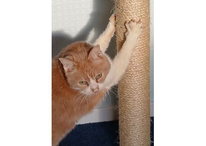 Customer image of Natural Sisal Rope For Cat Scratching Posts