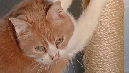 Customer image of Natural Sisal Rope For Cat Scratching Posts